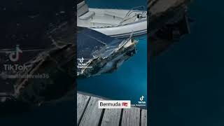 Bermuda Round The Island Power Boat Crash [upl. by Thebazile]