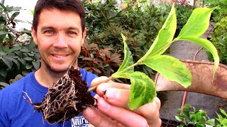 Rooting Tips and Tricks  Propagating Softwood Cuttings of Weigela [upl. by Diann129]