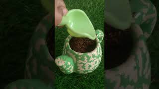 How To Grow Zz Plant Babies After Leaf Propogation 🌱 shorts shortsvideo youtubeshorts viralvideo [upl. by Snoddy]