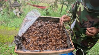 Stingless Beekeeping in Bali Exploring the Balangan Bee Farm [upl. by Godfrey]