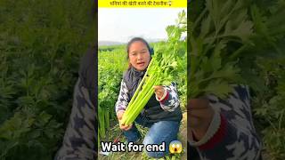 Coriander farming 🌱 shorts vegetable coriander nursery shortsfeed farming Nurseryflora [upl. by Itnaihc]