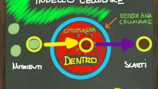 La cellula  modello e metabolismo [upl. by Carmelita]