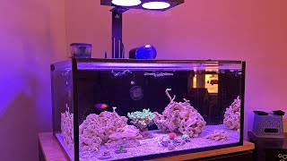 Explained Wavemakers amp Flow For Mixed Reef Nano Tanks [upl. by Amron]