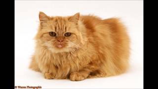 Persian Cat  Sound Effect [upl. by Alrac493]