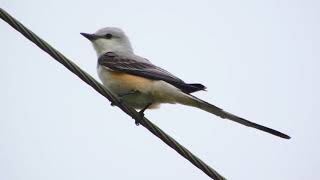 Scissortailed flycatcher South Padre TX April 17 2015 [upl. by Anined260]