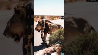 A lion attack big snake😲😲😲 lion animals wildlife shorts [upl. by Assirrec768]