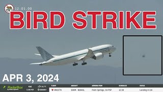 SJC LIVE  ZIPAIR BIRD STRIKE IN SAN JOSE [upl. by Eelarak425]