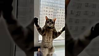 Trendy cat 🐈‍⬛ is following the the trend on youtube 369 shorts [upl. by Stafford]