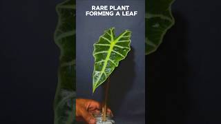 2 weeks TIME LAPSE  rare plant forming a leaf plant [upl. by Amalie817]