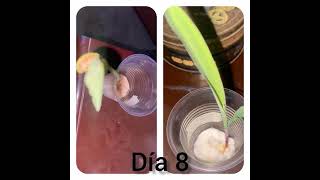 Proceso de germinación del maiz y fréjol🌽🫘 [upl. by Zennas]