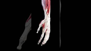 3d anatomy of the hand anatomy meded [upl. by Ledairam241]