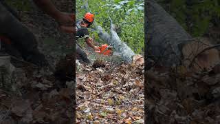 Bucking with Piped Husqvarna 372xp 🔥 lumberjack chainsaw chainsaws asmr wood husqvarna [upl. by Adella]