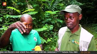 Reviving Olokemeji amp Omo How Reforestation Efforts Are Rebuilding Nigerias Depleted Forests [upl. by Otto]