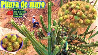 Las Mejores PITAYAS de Mayo 🌵 Fruta Exotica de México 🌎 👍 [upl. by Oneil]