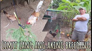 Limit lang ang breeding ko pero sagana sa attention [upl. by Atnoek]