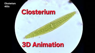 3D Closterium  400x [upl. by Anialad91]