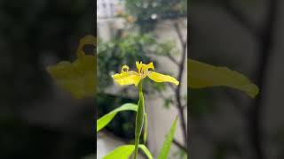 Walking Iris flowers monsoon nature [upl. by Nicolina733]