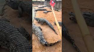 Crocodile vs shovel crocodile animals farming [upl. by Elayne427]