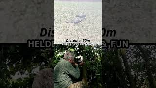 3 SHOTS FROM THE HIDE hunting woodpigeon bsagun shootingpigeons airrifleshooting pestcontrol [upl. by Noseaj]