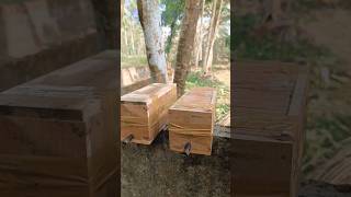 Stingless Bees Hives [upl. by Nenerb]