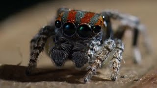 Best Spider Moments  Top 5  BBC Earth [upl. by Dayna599]