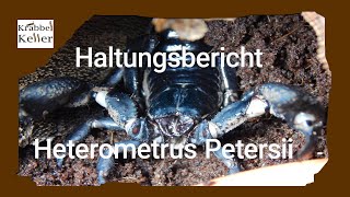 Haltungsbericht Heterometrus Petersii [upl. by Tenom]