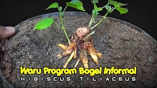 Waru Taiwan Program Bogel Tahap Pres Batang Hibiscus Tiliaceus [upl. by Newnorb]