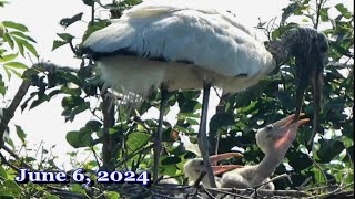 1 Tracking One Wood Stork Family in a Mixed Colony of Waterwading Birds at Cypress Wetlands [upl. by Kenleigh]