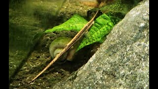 Whiptail Catfish aka Twig Catfish Farlowella spp [upl. by Carrel19]