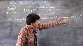 13 Formation of Acetyl CoA by Khemchand [upl. by Ahsitahs]