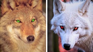 7 Most Beautiful Wolves in the World [upl. by Noscire]