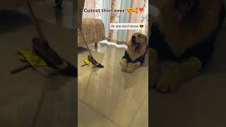 PoV  Cutest thief ever seen labrador dog 🤣😂😂 labrador dog [upl. by Eusoj423]