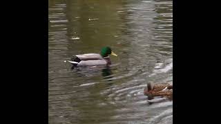 Female Mallard Courtship Shorts Flirting Duck [upl. by Yelwar262]