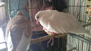 Henry the Ringneck Dove laughing and giggling [upl. by Ylevol]