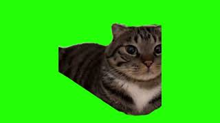 Meme Cat Train Green Screen Long Version In 4K [upl. by Madison621]