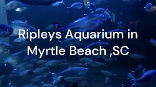 Ripleys Aquarium in Myrtle Beach SC [upl. by Gahan]