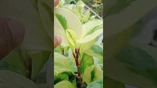 Keluarga Peperomia plants caramerawattanamanhias garden plants viralvideo shorts fyp trend [upl. by Edme]