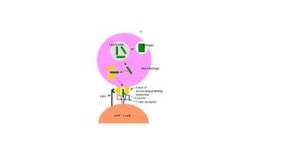 Helper T Cell Activation Tiny Teach [upl. by Adli842]