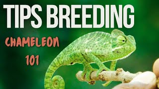 Level Up Your Chameleon Knowledge Expert Tips and Tricks [upl. by Kudva]