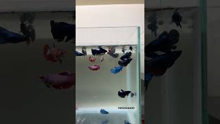 Betta females available at hyderabad allinteresting egg loaded females [upl. by Canfield315]