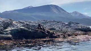 Argentine  Février 2024  les lions de mer dUshuaia [upl. by Aseuqram869]