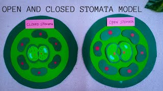 open and closed stomata model l science project tlmideas science scienceproject [upl. by Kannry406]