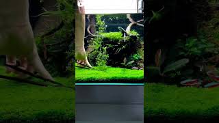 Monte carlo carpet plants ll Beautiful carpet plants ll deepjangid plantedaquarium shorts [upl. by Yenaled]