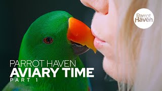 Spending Time With Our Eclectus Parrots In Their Aviary [upl. by Ardenia]