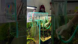 Pathway through two tanks🥰💯fish aquarium shorts viralvideo pathway shortfeed pets new [upl. by Larner]