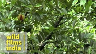 Nutmeg plantation in Kerala [upl. by Madriene]