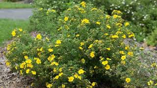 How to Grow Potentilla [upl. by Joub979]