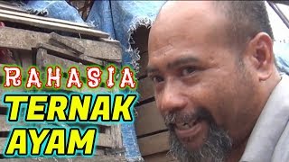 Pak Ndul  RAHASIA TERNAK AYAM [upl. by Yesiad]