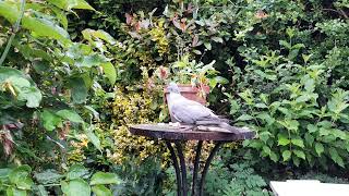 Hungry woodpigeon [upl. by Igor]