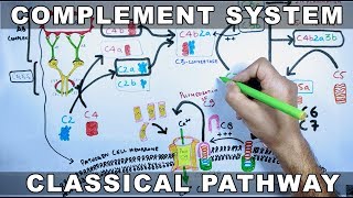 Complement System  Classical Pathway [upl. by Nnazil94]